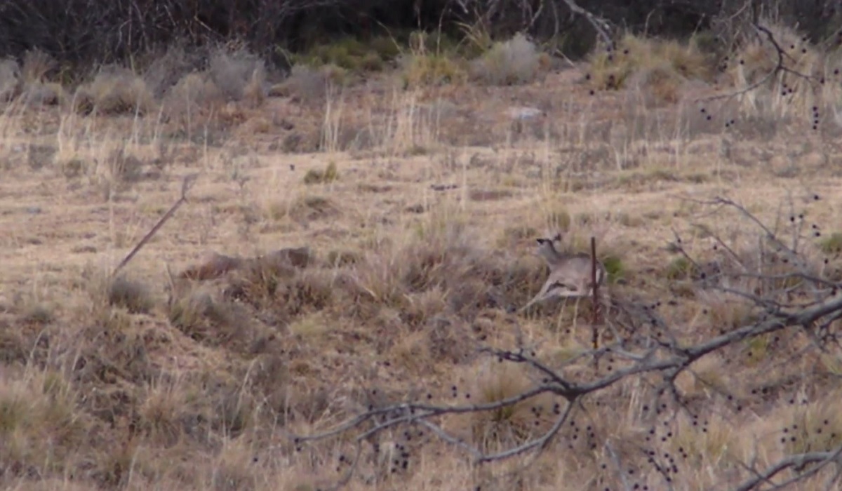 Bobcat Launches from Cover to Take Down a Deer | OutdoorHub