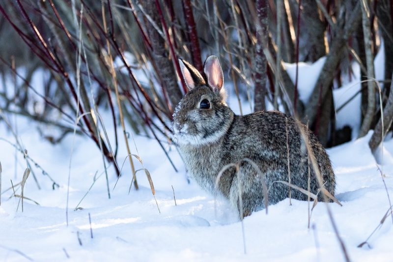 Cottontail Rabbit Hunting Strategies | OutdoorHub