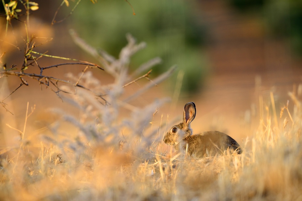Cottontail Rabbit Hunting