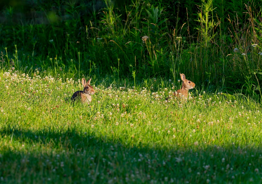 Cottontail Rabbit Hunting