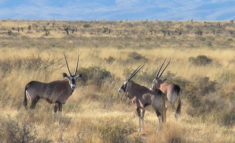 Chasse à l'oryx du NouveauMexique Un peu d'Afrique en NM Lost World