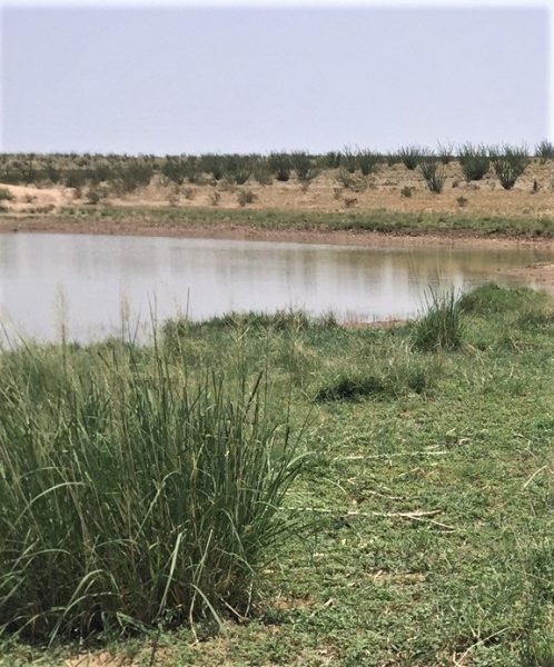 New Mexico Oryx Hunting: A Bit Of Africa In Nm 