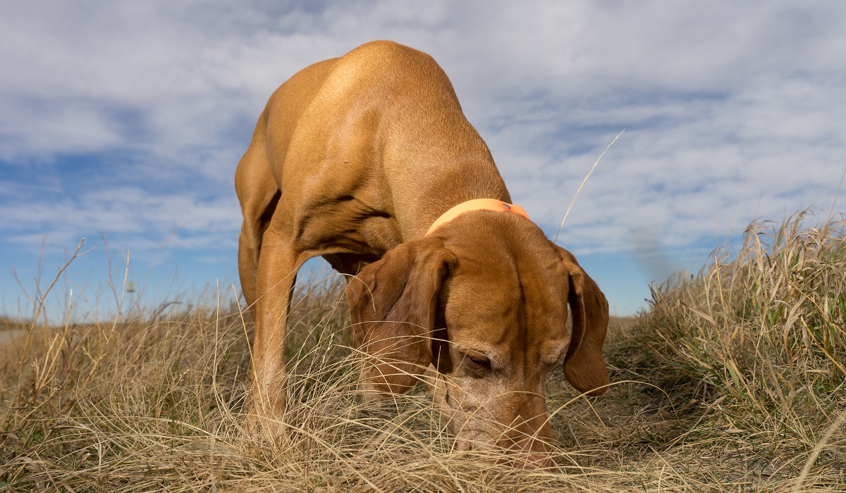 can dogs get cwd from eating deer poop