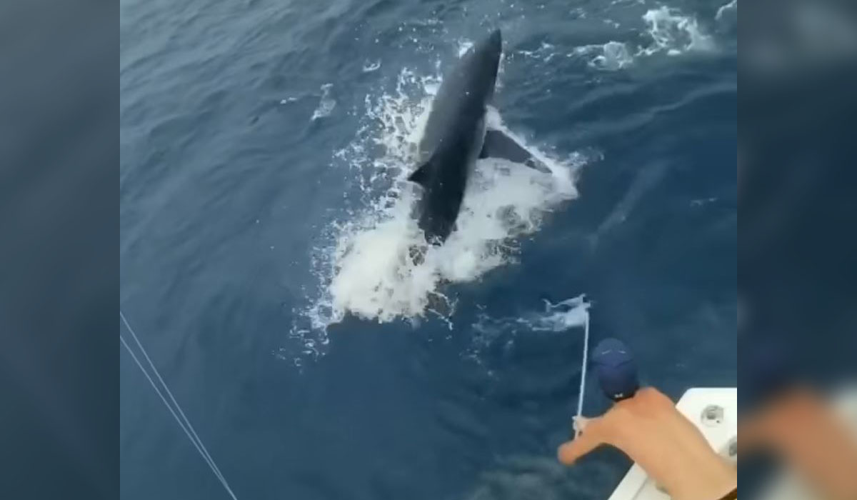 Watch: Big Mako Chasing Sailfish | OutdoorHub