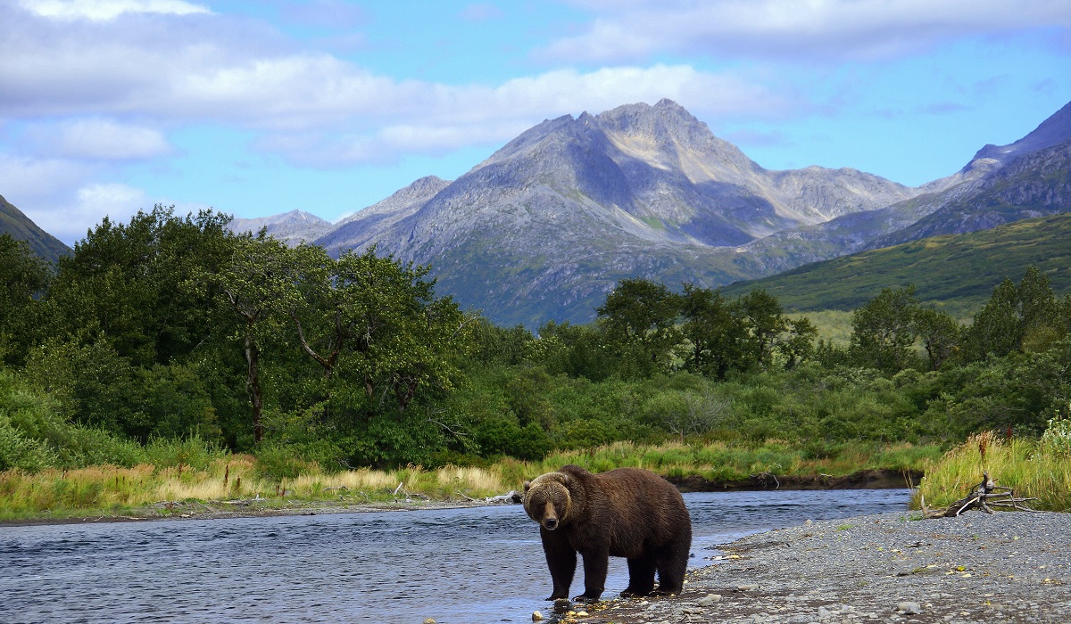 Alaska Closed Bear Hunting Season Statewide Citing COVID19 Concerns