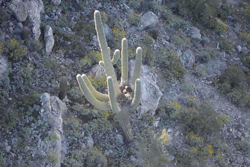 Saguaro Eagle Nest