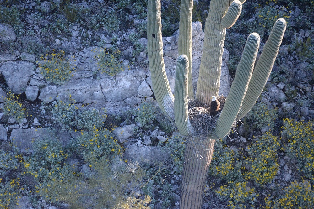 Saguaro Eagle Nest