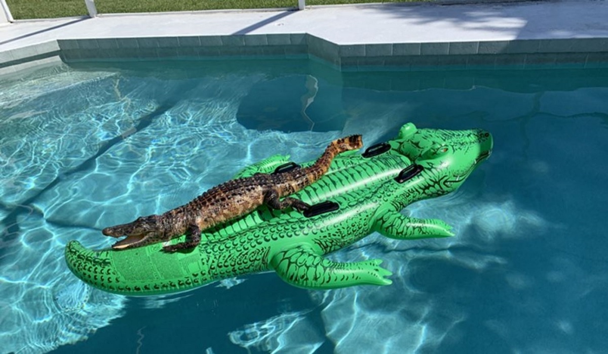 Family Discovers Alligator Floating on Alligator Pool ...