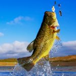 Related Thumbnail Get On More Fish With The Best Bass Fishing Baits