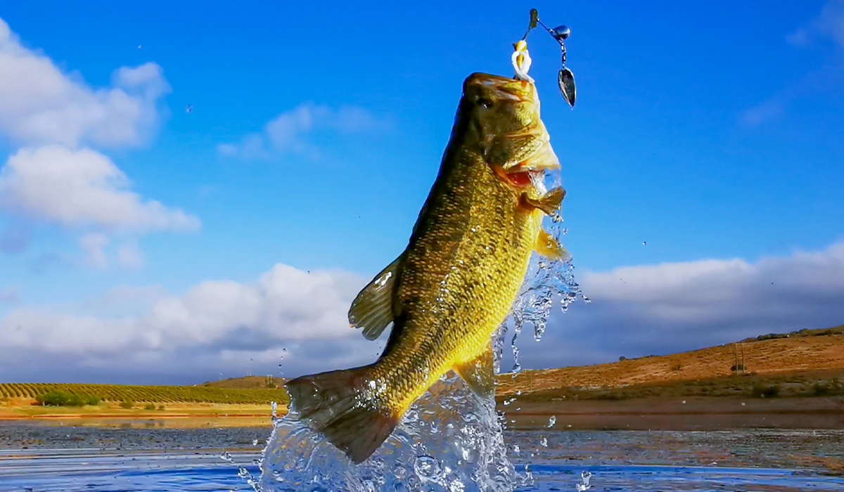 Get On More Fish With The Best Bass Fishing Baits | OutdoorHub