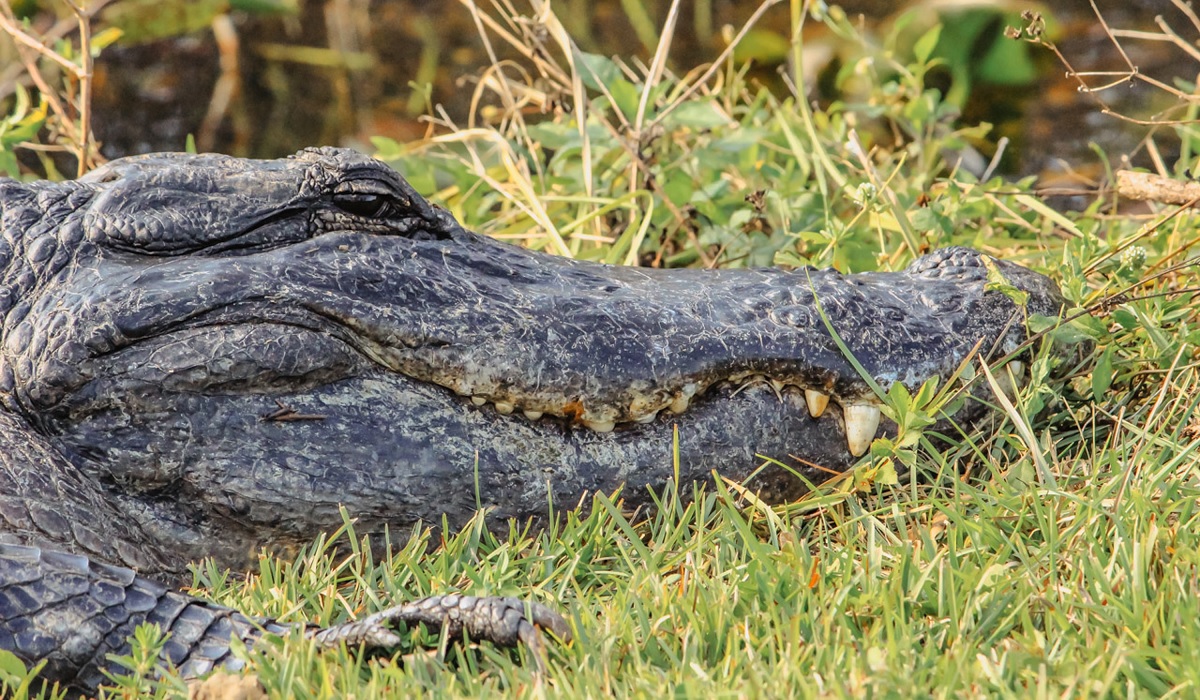 Kiawah Island Alligator Attack - Witness Yelled at Woman to Stay Away ...