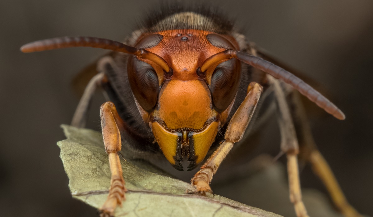 Murder Hornets Enter U S For The First Time And Could Pose Huge Threat To Honeybees Outdoorhub