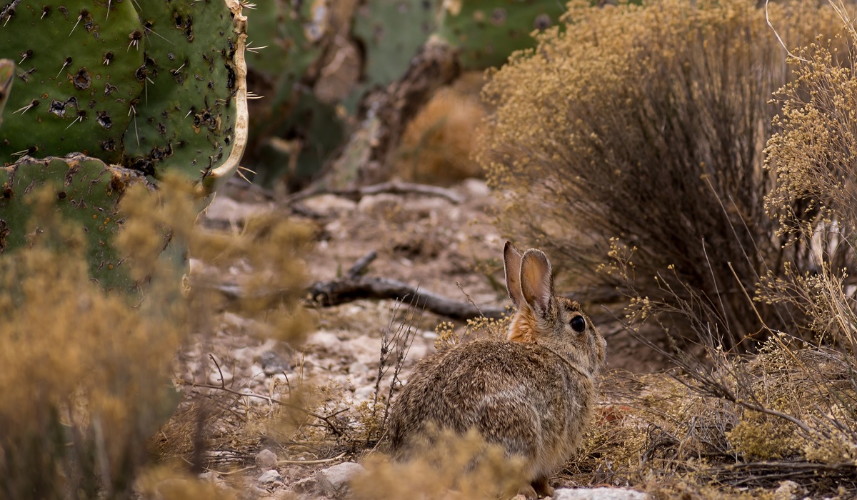 the-rabbit-hemorrhagic-disease-is-sweeping-across-u-s-and-could-decimate-the-rabbit-population