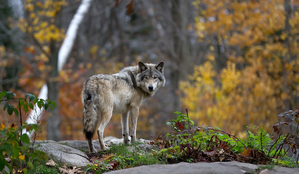 What Animals Live In Northern Wisconsin