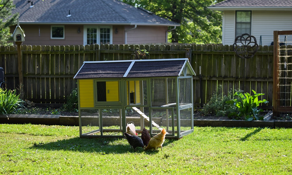 Backyard Chickens