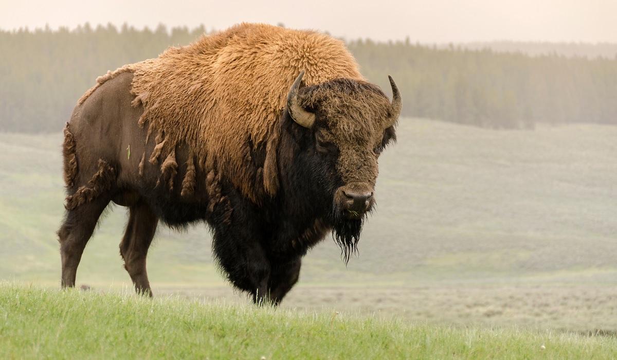 Bison Gores Woman in Yellowstone When She Tried to Take a Photo ...