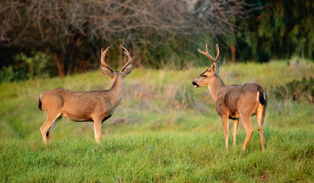 Blacktail Hunting Must-Haves in Northern California | OutdoorHub