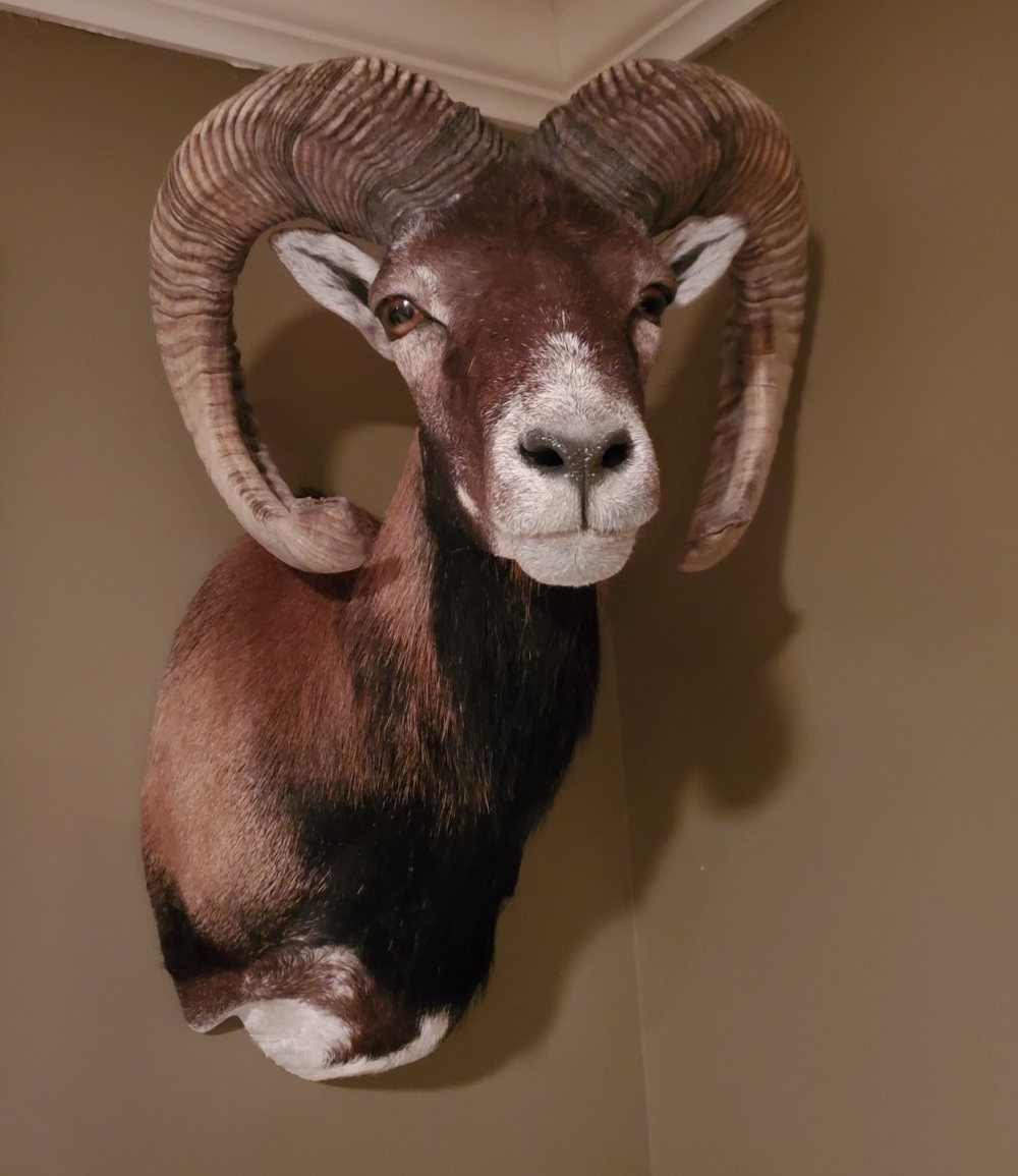 Ram Mount