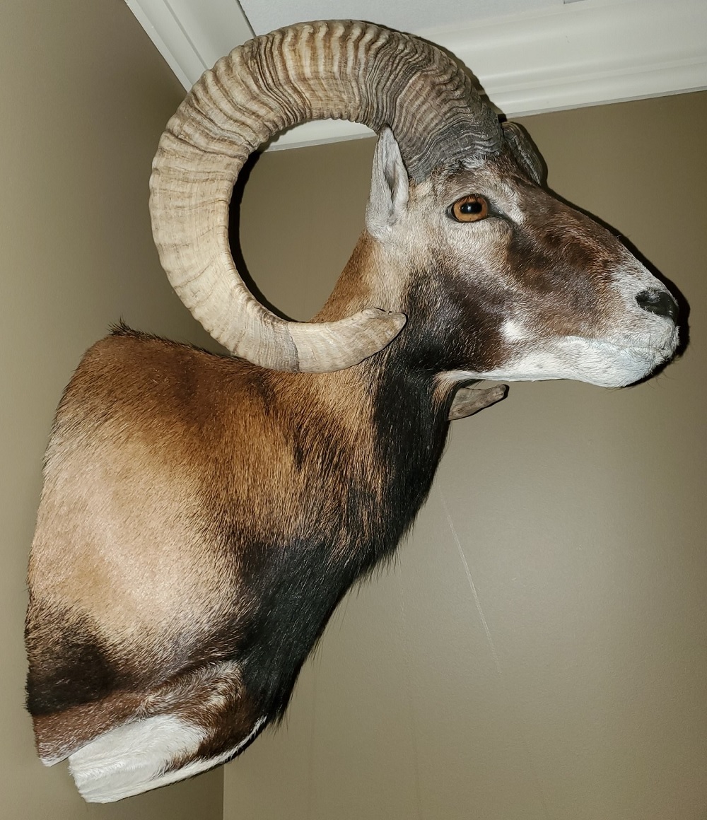 Ram mount - side