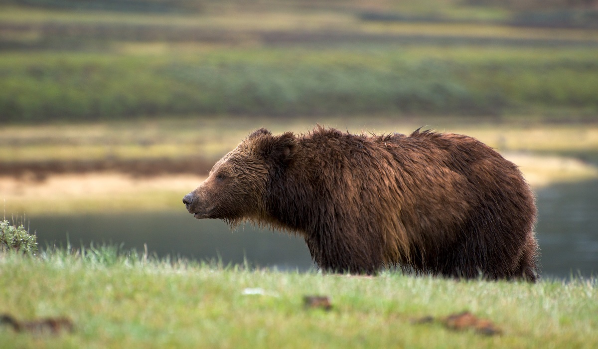 Federal Court Upholds Grizzly Protections | OutdoorHub