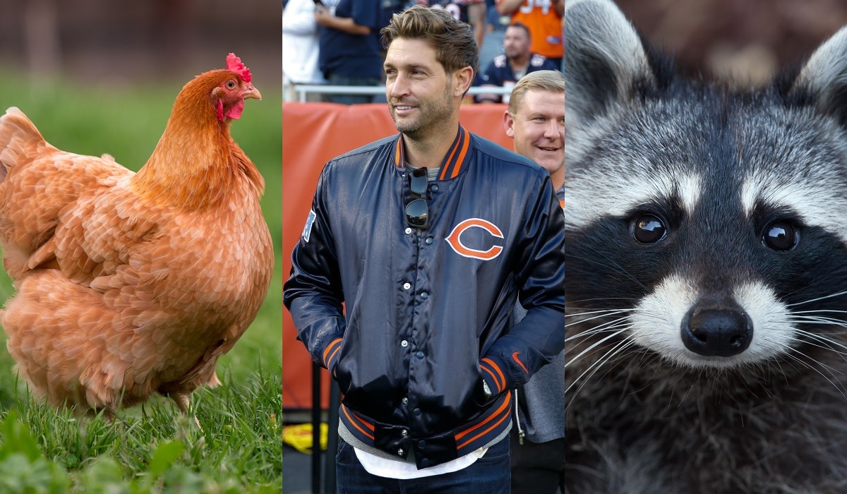 Jay Cutler is on the hunt for a chicken serial killer