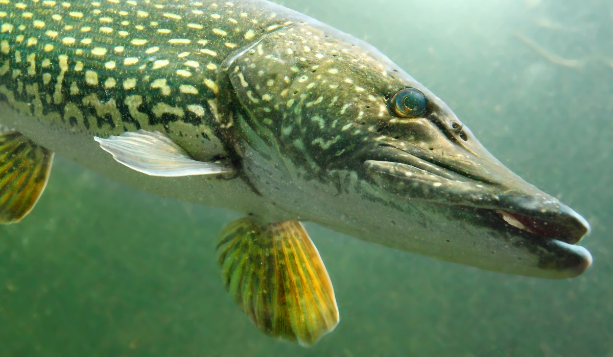 Vicious Northern Pike Hunts Hen Mallard | OutdoorHub