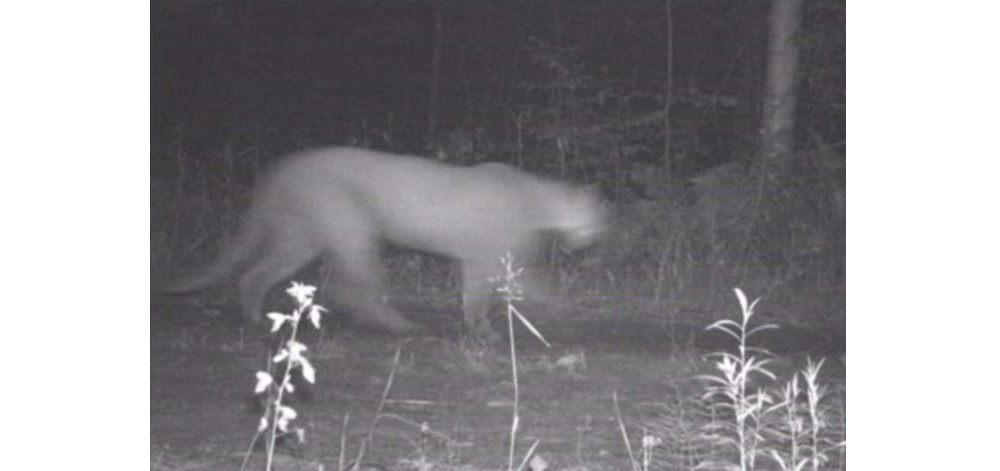 Dnr Confirms 6 Cougar Sightings In Michigan So Far In 2020 Outdoorhub 