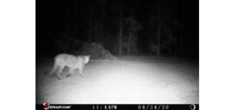 Dnr Confirms 6 Cougar Sightings In Michigan So Far In 2020 Outdoorhub 