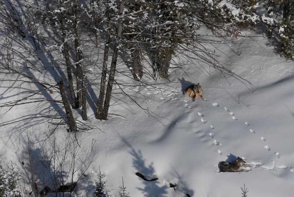 Michigan Wolf Survey