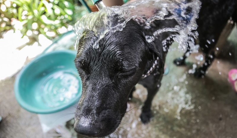 Top 5 Ways To De Skunk Your Hunting Dog Outdoorhub