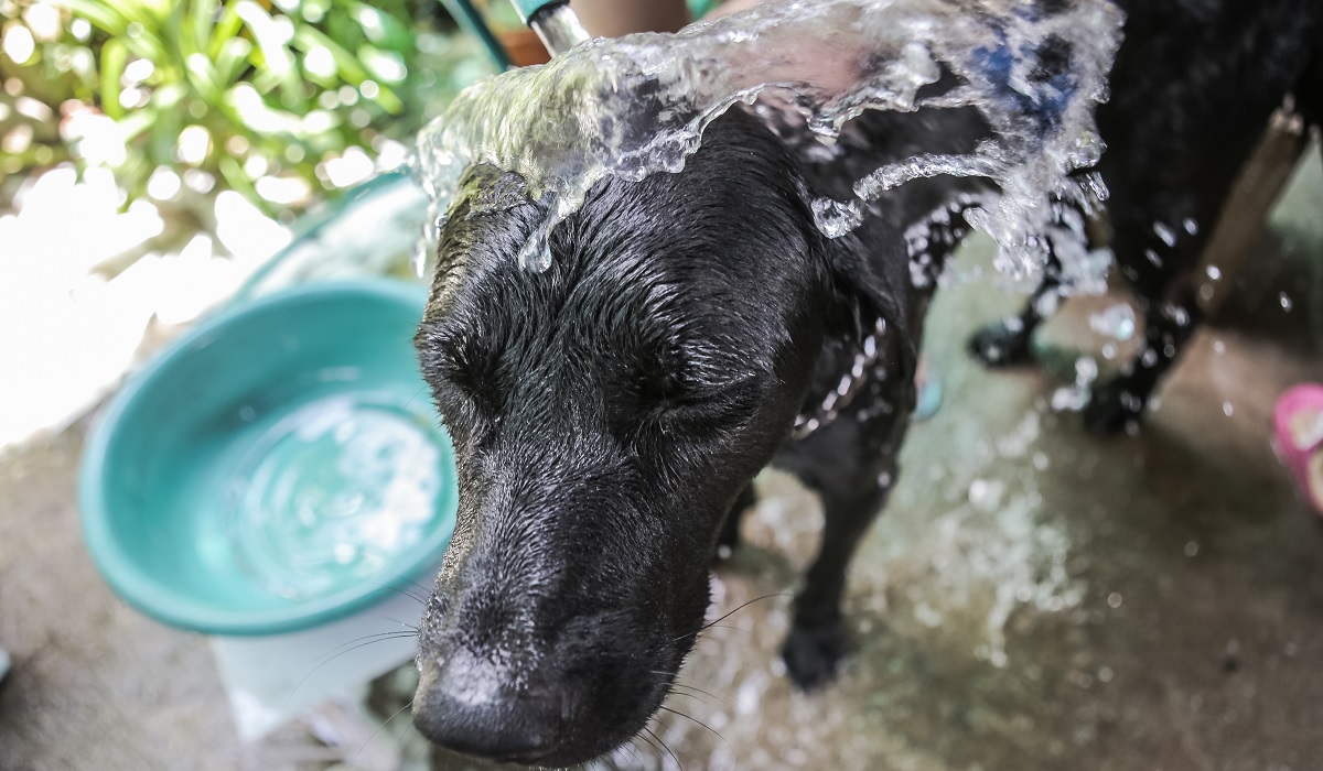 can skunk spray blind a dog