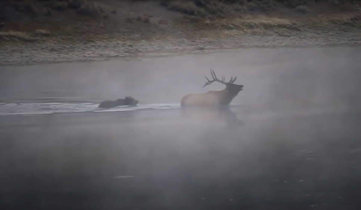Video Grizzly Bear Chases, Kills Bull Elk in Yellowstone River OutdoorHub Video Grizzly Bear Chases, Kills Bull Elk in Yellowstone River OutdoorHub