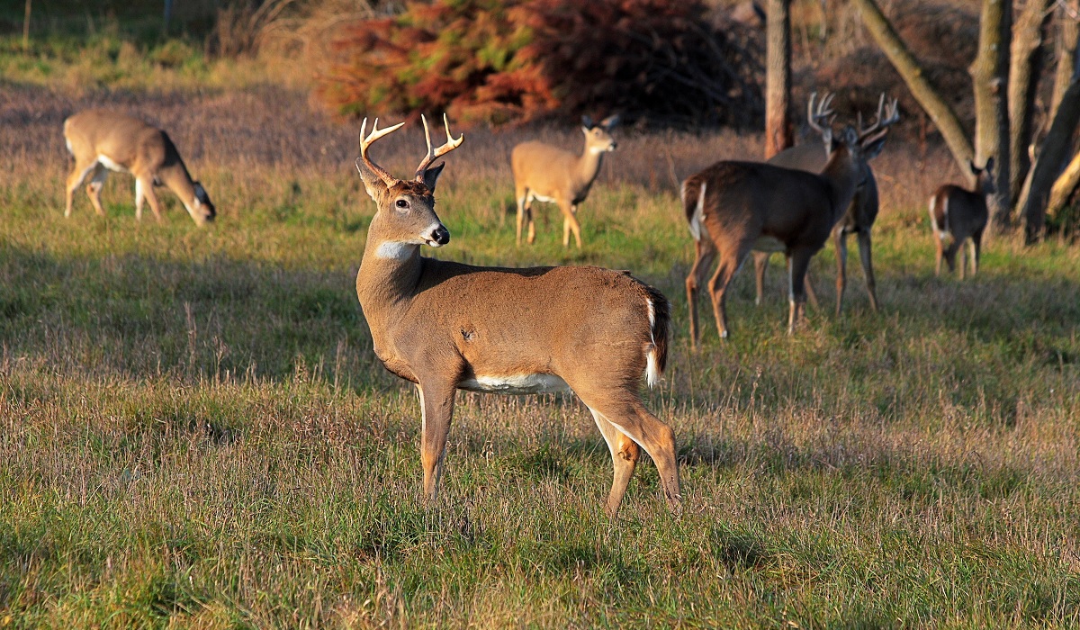 Michigan DNR Facing Challenges, 'We Can't Check as Many Deer for CWD