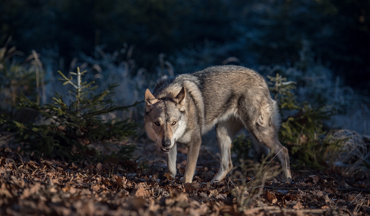 Gray Wolf Protections to be Lifted Across Most of U.S. | OutdoorHub