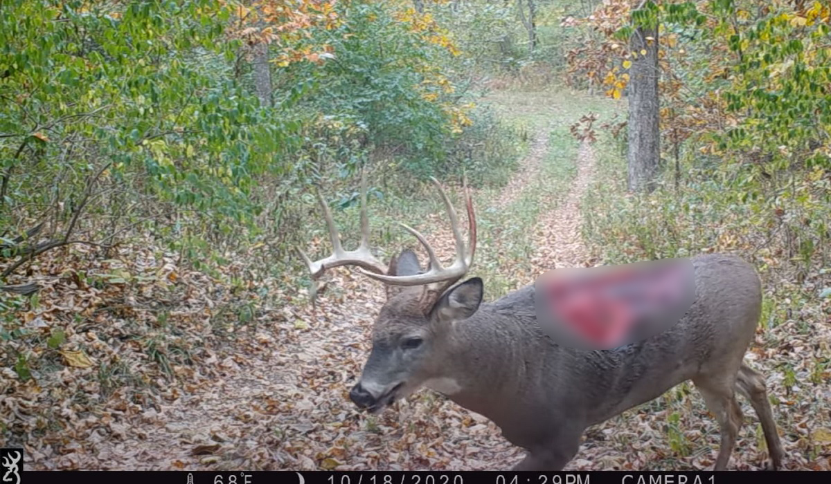 This Whitetail's Gruesome Injury has Baffled the Internet Ou