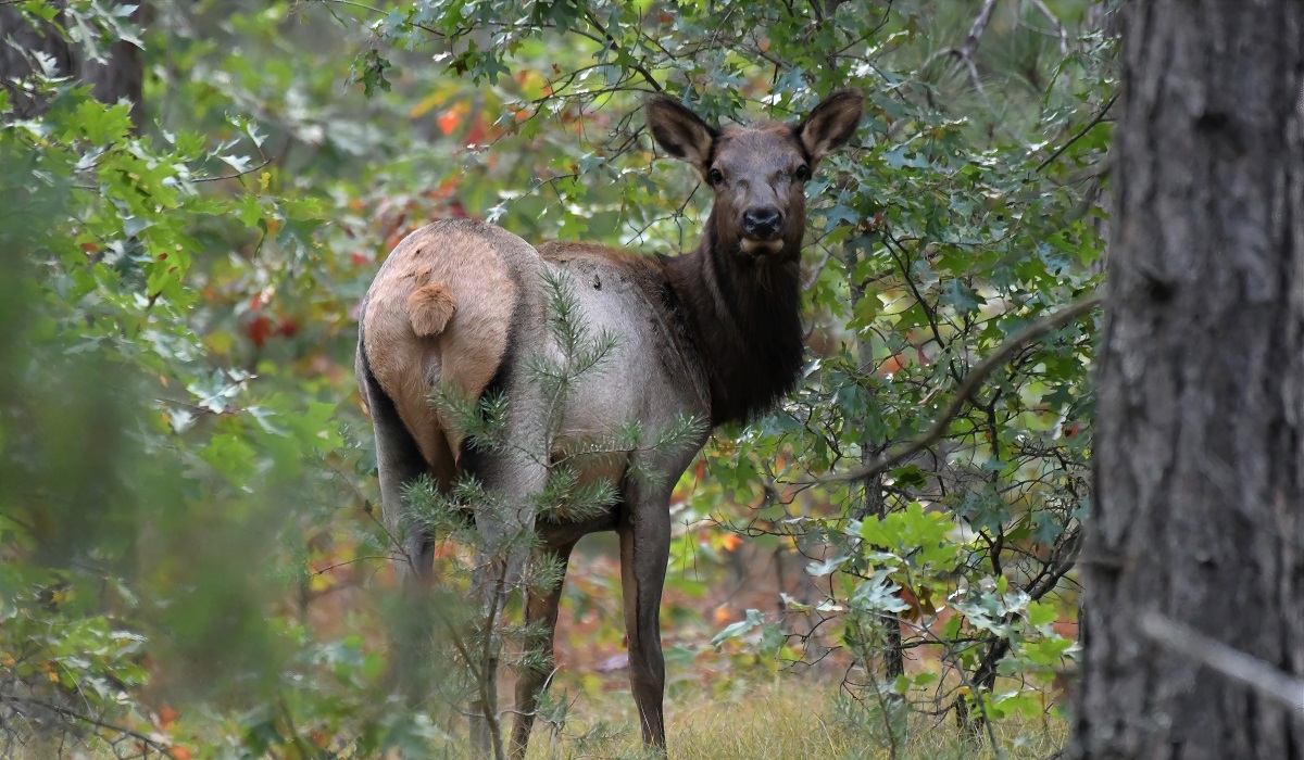 2020 Michigan Elk Season Deemed a Success | OutdoorHub