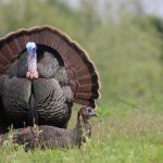 Related Thumbnail Best Turkey Decoys to Draw In the Birds
