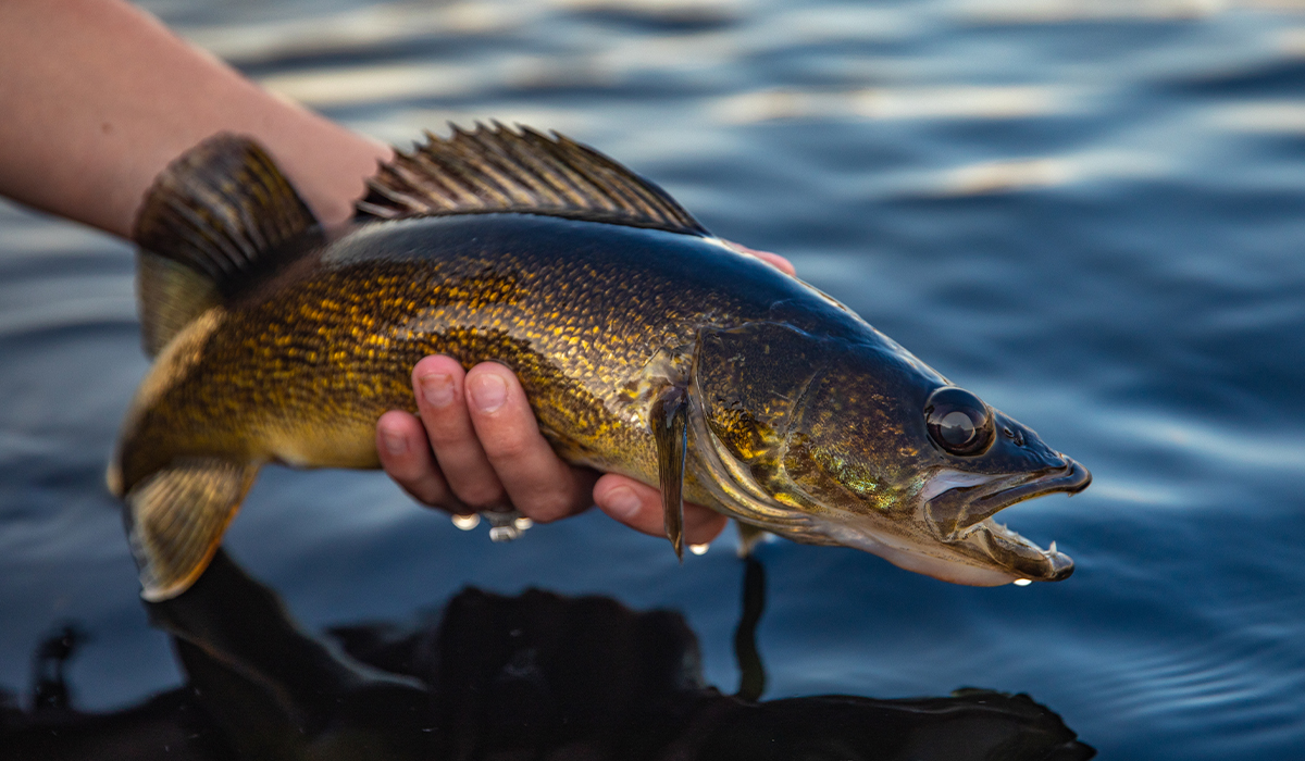 Walleye