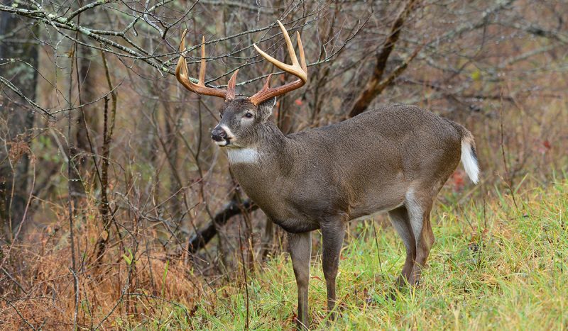 The Best Ladder Stands For Hunting | OutdoorHub