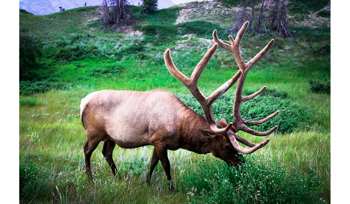 Elk Habitat