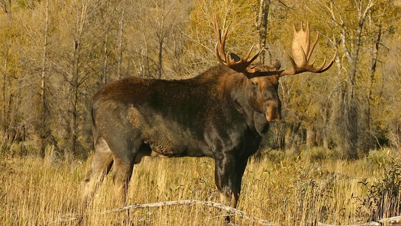 Bullwinkle Beware: The 5 Best Moose Hunting Rounds