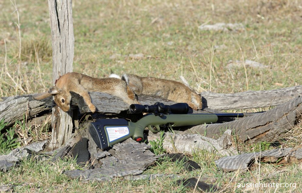 Small But Mighty: The 5 Best 22LR Hunting Loads on the Market