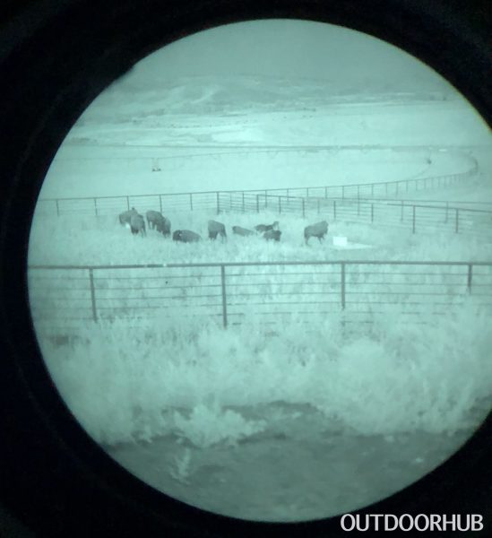 The herd in white phosphor IR night vision