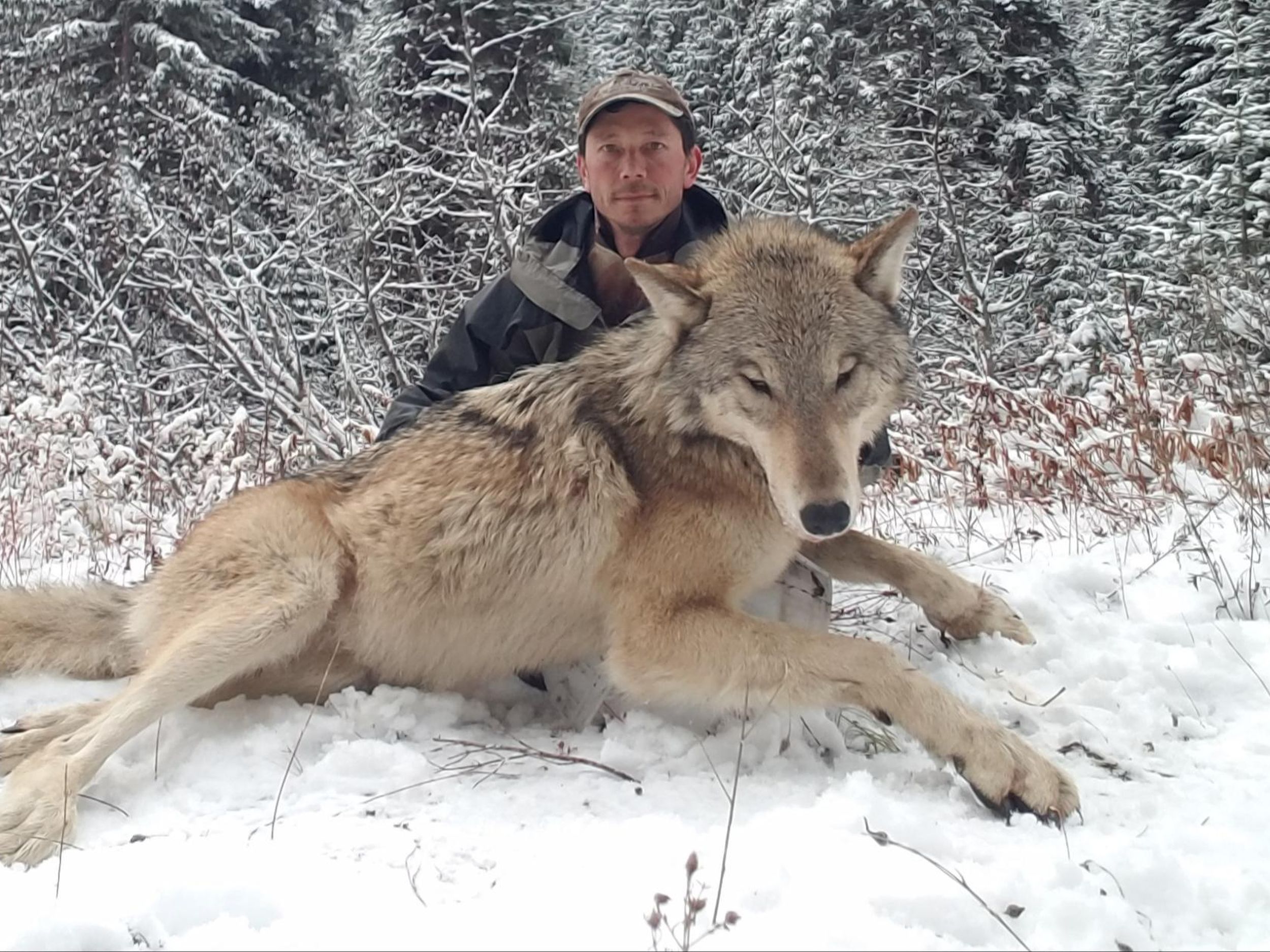 Hunters Being Offered up to 2,500 to Cull Idaho Wolf Population