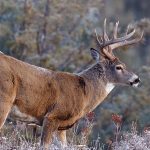 Related Thumbnail Best Trail Cameras You Need Right Now