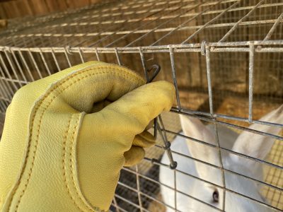 Opening a rabbit cage with a deerskin glove