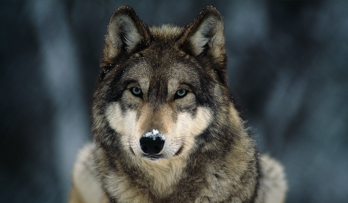 Gray Wolf Populations