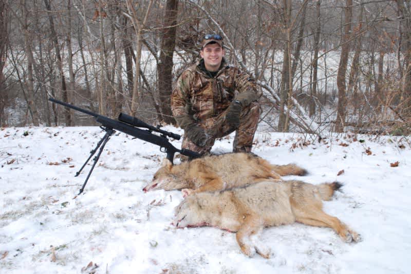 coyote hunting