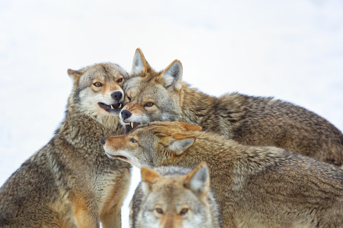 Wile E's Worst Nightmare: The Top 5 Coyote Hunting Cartridges