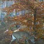 Related Thumbnail Set Your Trail Cameras Now for Hunting Success